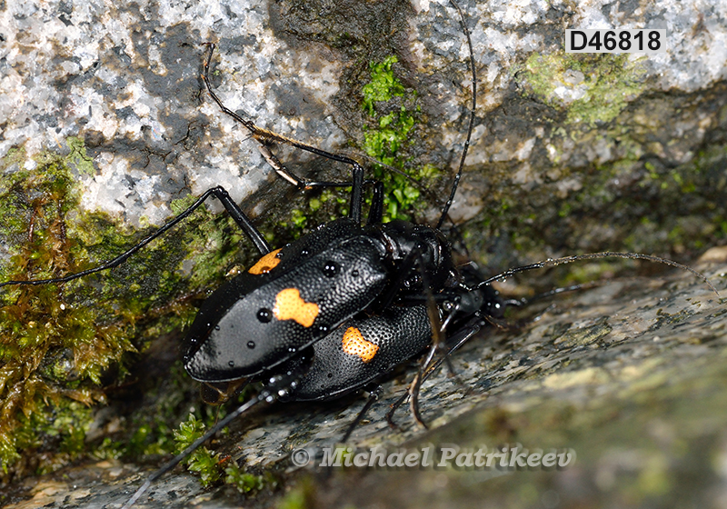 Oxycheila tristis (Cicindelinae)